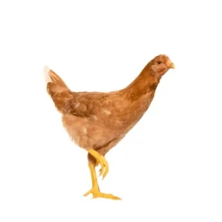 Live Cock Chicken (Processed) ± 25 gm